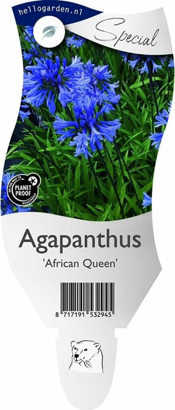 Agapanthus 'African Queen' - P11